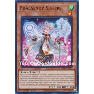 Phalaenop Sisters (Common)
