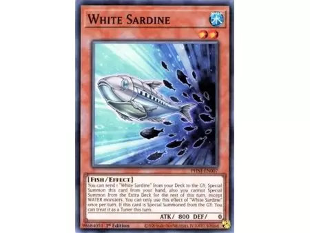 White Sardine (Common)